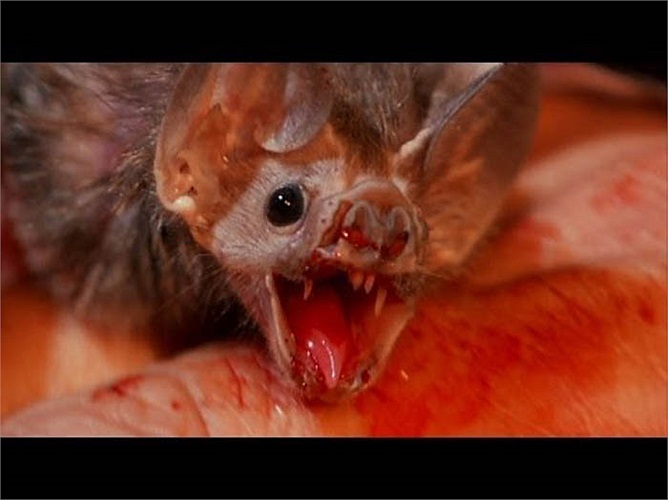 Một tập tính đặc biệt khác là việc chúng sẵn sàng chia sẻ một phần máu mình hút được cho những con dơi bị đói do không tìm được thức ăn.