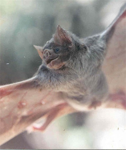 Dơi quỷ thông thường hút máu động vật có vú, kể cả con người, trong khi mục tiêu của dơi quỷ chân lông và dơi quỷ cánh trắng là các loài chim.