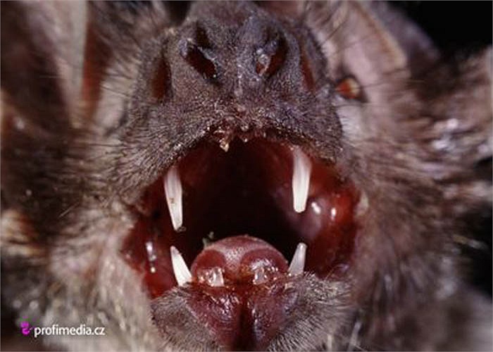 Nước bọt của dơi quỷ đóng vai trò quan trọng trong việc hút máu, vì chúng chứa các hợp chất chống đông máu và chống lại sự co thắt của các mạch máu gần vết thương, đảm bảo cho máu liên tục rỉ ra từ vết thương.