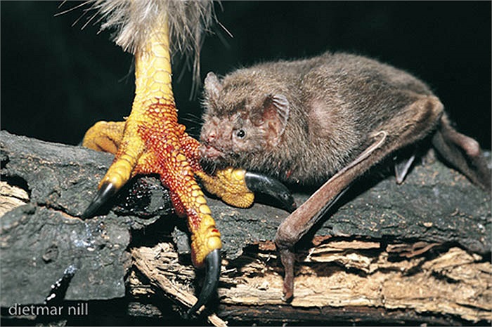 Khi máu của vật chủ chảy vào dạ dày dơi, phần huyết tương nhanh chóng được hấp thụ, sau đó phần nước thải được chuyển tới thận, rồi bàng quang để được bài tiết ra ngoài.