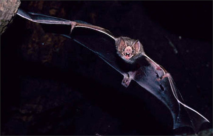 Bài tiết nhanh như vậy nhưng khối lượng cơ thể dơi vẫn tăng 20-30% sau khi hút máu.