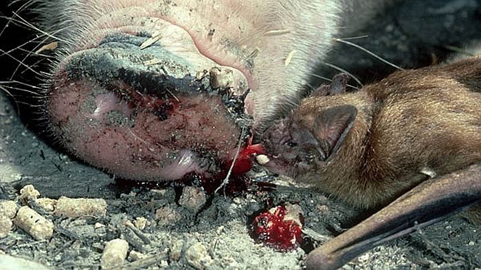 Thông thường, trong vòng chừng hai giờ sau khi ăn xong, loài dơi quỷ thông thường sẽ về đến nhà và chúng nghỉ ngơi ở đó cả đêm để tiêu hết số máu hút được. 