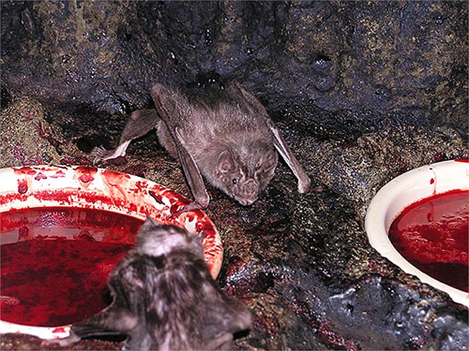 Chỉ chừng 0,5% số cá thể dơi quỷ mang mầm bệnh dại. Tuy nhiên, hàng năm vẫn có vài trường hợp người mắc bệnh dại do bị dơi hút máu ở Mỹ.