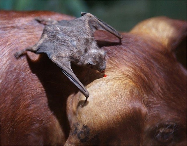 Các nhà nghiên cứu cho rằng đặc điểm hút máu tiến hóa chỉ một lần duy nhất và cả 3 loài dơi hút máu có thể có chung 1 tổ tiên.