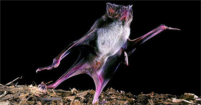 Đàn dơi gồm vài con dơi đực cầm đầu cùng với đông đảo dơi cái. 