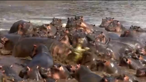 cá sấu bị hà mã tấn công