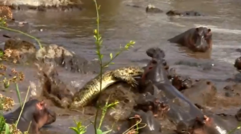 Những con vật to lớn này đồng loạt xông đến tấn công đối thủ khiến