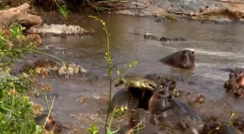 Chú cá sấu được phen thừa sống, thiếu chết