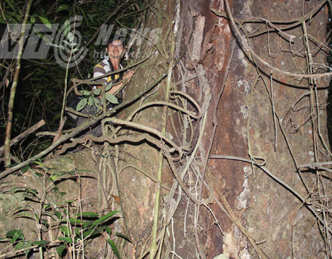 nghiến khổng lồ