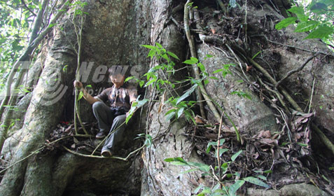 nghiến khổng lồ