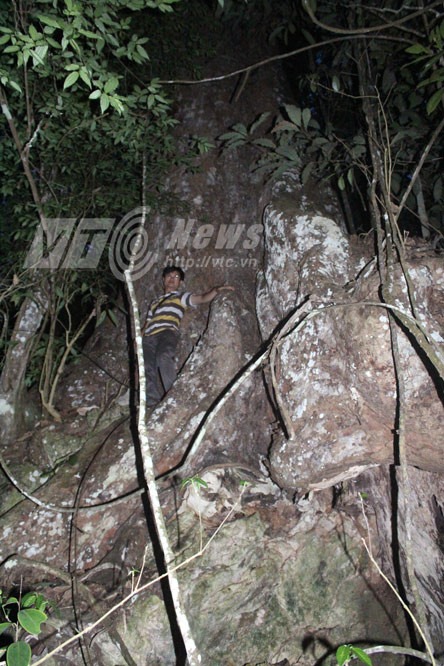 nghiến khổng lồ