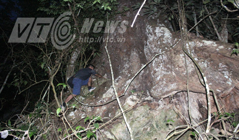 nghiến khổng lồ