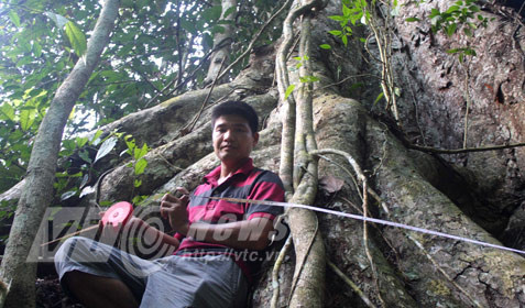 nghiến khổng lồ