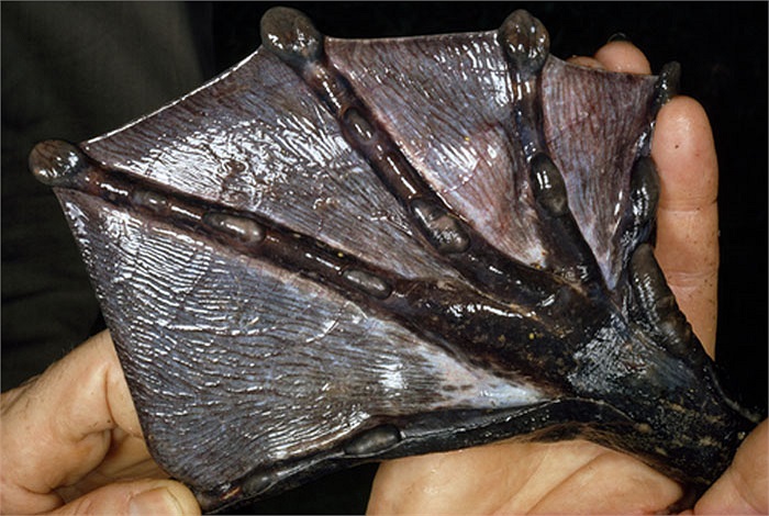 Ngay cả một chú chuột cũng khó lòng mà thoát chết khi ếch Goliath phóng lưỡi ra ngoài. 