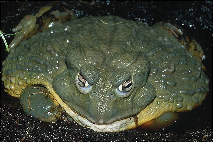 Tạo hóa đã cho ếch khổng lồ Goliath khả năng thính giác tốt, nhưng lại bắt chúng phải ‘câm’, vì chúng không có túi thanh quản.