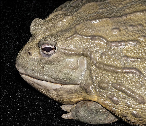 Tuy là loài ếch khổng lồ nhưng nòng nọc của loài này lại khá nhỏ, chúng chỉ dài độ 1,4cm.