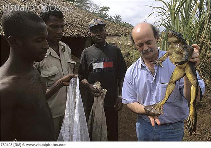 Những chú nòng nọc, ếch con Goliath rất khó khăn để tồn tại trong môi trường tự nhiên, bởi rất nhiều hiểm họa rình rập từ những loài khác.