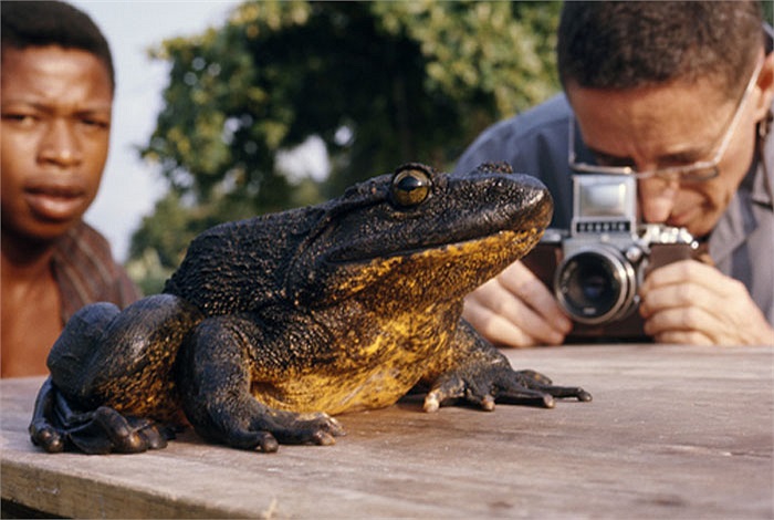 Nhưng thực ra, ếch khổng lồ Goliath có khả năng bơi rất nhanh và nhảy rất xa. Những cú nhảy vọt của chúng có thể xa tới 3m.