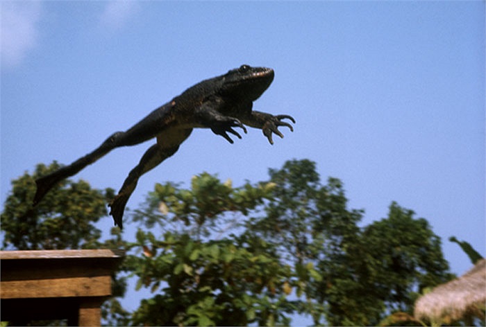 Cùng với cái lưỡi dài, ếch khổng lồ có thể dễ dàng ‘tắc lẻm’ con mồi chỉ trong tích tắc.