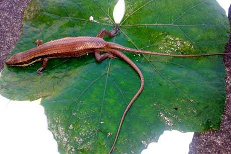 Con thằn lằn hai đuôi anh Đức bắt được trong khi đang làm vườn. 