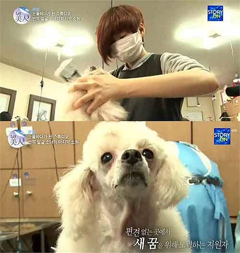 Vì khuôn mặt bị biến dạng nên cuộc sống của cô vô cùng khó khăn, cô buộc phải để tóc che đi phần mặt bị hỏng và chỉ có mỗi chú cún làm bạn với mình.