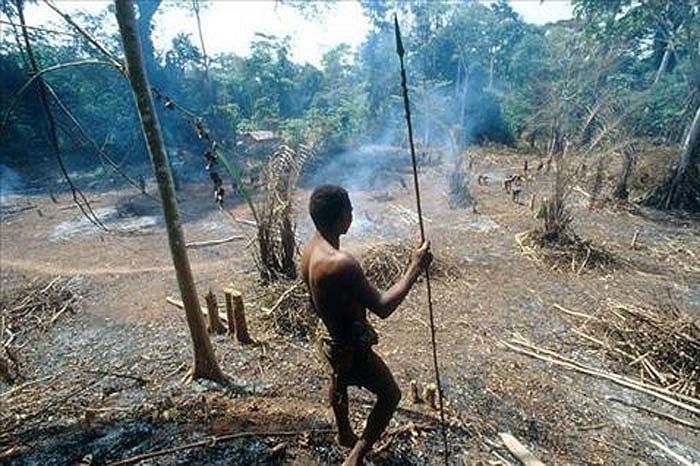 Thính giác của họ cũng rất phát triển. Dù con vật ở cách xa hàng km, họ cũng có thể nhận biết được đó là con gì, đực hay cái.