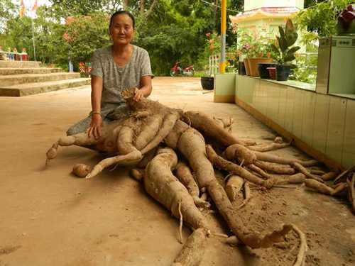 khoai mì, khổng lồ, chiêm ngưỡng, tây ninh