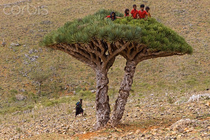 Cây máu rồng hay còn gọi là huyết long, là một trong những loài cây kỳ lạ nhất thế giới.