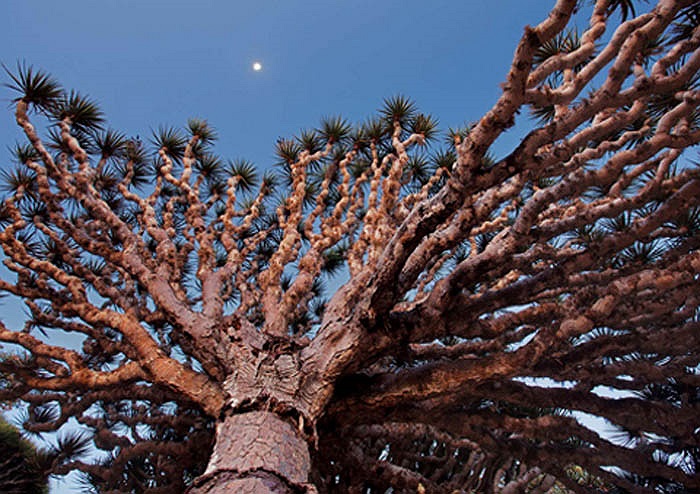 Nhìn từ xa chúng tựa như những chiếc ô xanh, hay khóm nấm khổng lồ. Nhựa của cây có màu đỏ tươi như máu, vị chua nồng. Khi khô lại giống như những giọt ngọc trong suốt.