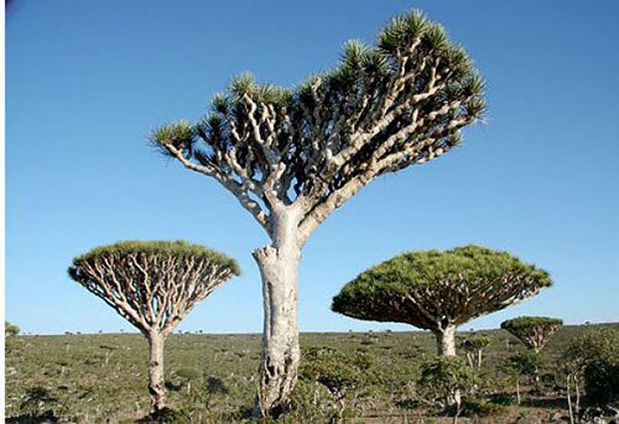 Họ dùng “máu rồng” để cầm máu, chữa lành vết thương thối rữa, chữa đau bụng đi ngoài, viêm họng, hạ sốt, làm thuốc đánh răng và dùng để nhuộm len.