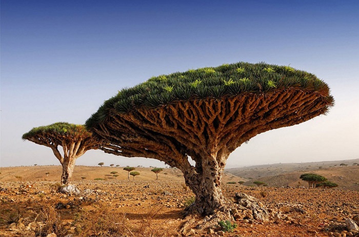 Vì có màu đỏ tươi như máu nên huyết rồng còn dùng để sản xuất mỹ phẩm, làm đẹp đôi môi.