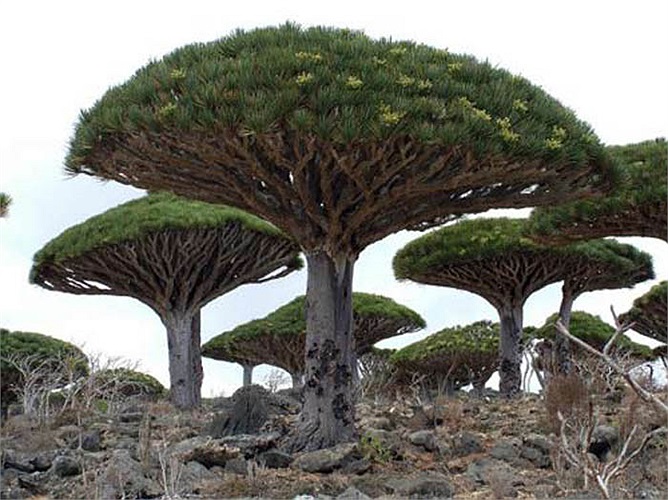 Huyết rồng mọc trên hòn đảo Socotra, là hòn đảo lớn nhất Ấn Độ Dương.