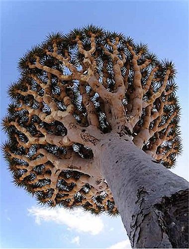 Huyết rồng thường ra hoa vào tháng 2 hàng năm, tựa như những bông hoa loa kèn nhỏ, có màu trắng, cũng có khi là xanh nhạt và tỏa hương ngào ngạt khi nở rộ.