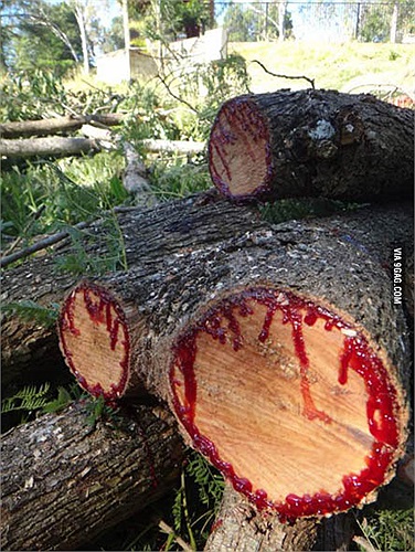 Phải mất 5 tháng quả huyết rồng mới chín đỏ.