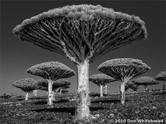 Hình dáng độc đáo của huyết rồng là sự tiến hóa thông minh giúp cây có thể sống sót trong điều kiện khí hậu khô cằn khắc nghiệt, nơi mà chỉ có một lớp đất mỏng được bao phủ trên bạt ngàn núi đá.