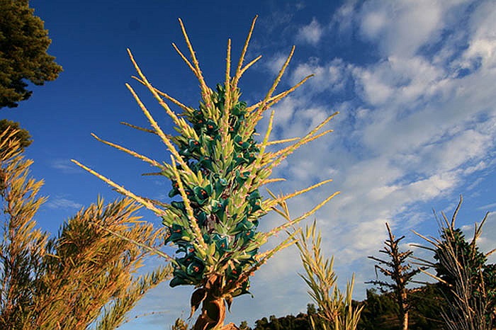 Puya berteroniana nằm trong đại gia đình thực vật họ Dứa đặc trưng với cụm lá mọng nước, nhiều gai nhọn, mọc chụm lại ở gốc thành hình phễu để giữ nước và các chất hữu cơ phân hủy. 