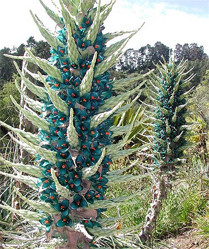 Loại dứa này sở hữu 'vóc dáng' lớn nhất họ Bromeliaceae với chiều cao trung bình 3-4 mét còn khi ra hoa chúng vươn tới 9-10 mét. 