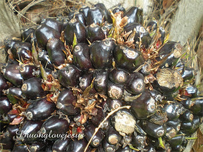 Quả của loài dứa Puya cũng có thể ăn được như các loại dứa thông thường với vị chua ngọt, có nhiều tác dụng tốt với sức khỏe. 