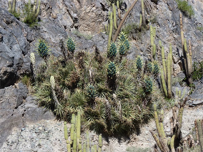 Dứa Puya là loại cây cảnh khá phổ biến ở Chile, vốn là giống cây bản địa của dãy núi Andes, Nam Mỹ.