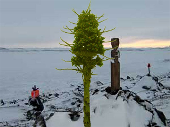 Chúng thích nghi hoàn hảo với môi trường sống khắc nghiệt nhất mà thực vật khó chịu đựng được từ điều kiện khô cằn đến vùng khí hậu lạnh giá đến -5 độ C nhưng đảm bảo không bị ẩm ướt.