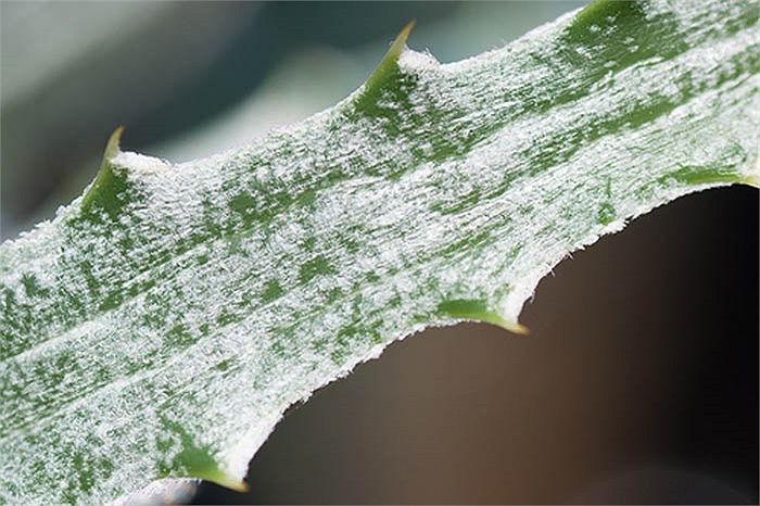 Trên bề mặt của lá cây Puya được phủ một lớp sáp màu bạc chống lại tia sáng gay gắt của ánh nắng và hạn chế tối đa sự thoát hơi nước.