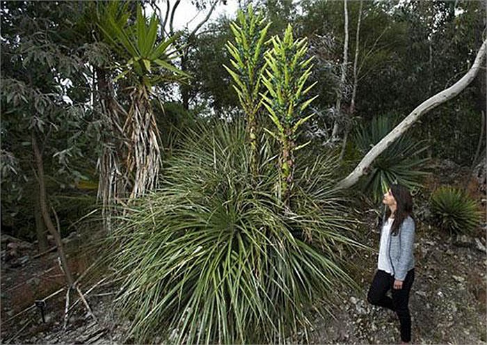 Cây hoa Puya tại vườn bách thảo Ventnor, nước Anh đã nở hoa sau 100 năm chăm sóc của các nhân viên. Được biết, 11 năm trước cây hoa quý giá này mới chịu cựa mình bước sang giai đoạn bung nở. 