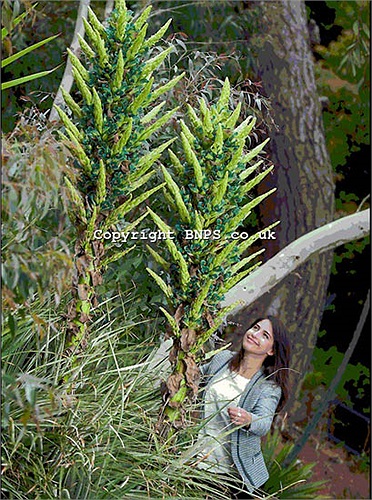 Các chuyên gia cho rằng những đợt nắng nóng gần đây ở Anh đã kích thích giấc ngủ suốt 1 thế kỷ của cây Puya này.