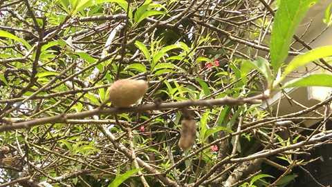 Gia Lai, mai, đào, phố Núi, nở rực, kết trái