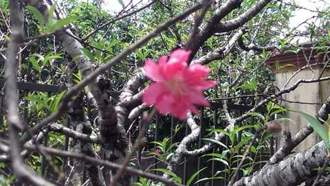 Gia Lai, mai, đào, phố Núi, nở rực, kết trái