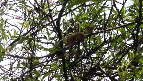 Gia Lai, mai, đào, phố Núi, nở rực, kết trái