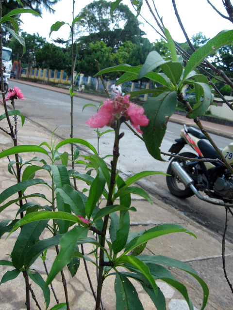 Gia Lai, mai, đào, phố Núi, nở rực, kết trái