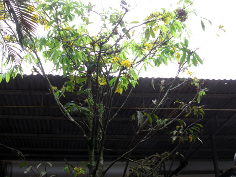 Gia Lai, mai, đào, phố Núi, nở rực, kết trái