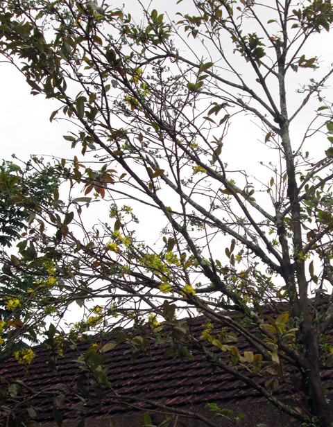 Gia Lai, mai, đào, phố Núi, nở rực, kết trái