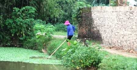 Một người dân đang vớt bèo về nuôi lợn - hạnh phúc giản gị mà 10 năm liền người dân xóm Đầu mới lại có được.